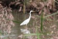 jean-pierre m aigrette